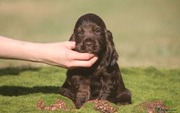 Cocker Spaniel dogs for sale: Show type cocker spaniel pups by Rosie - Image 11