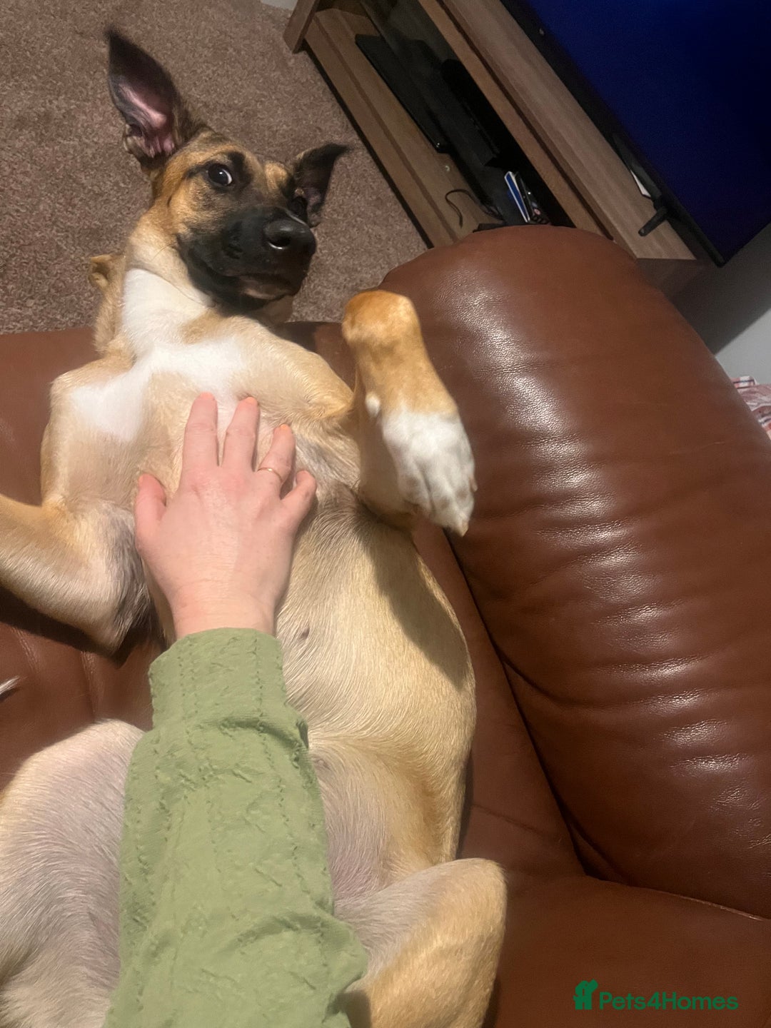 Mixed Breed dogs for sale: Maggie, 11months. Mali/GermanShep X Greyhound - Image 7