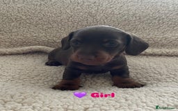 Miniature Dachshund dogs for sale: Cute Chocolate & Tan Miniature Dachshund Puppies - Image 6
