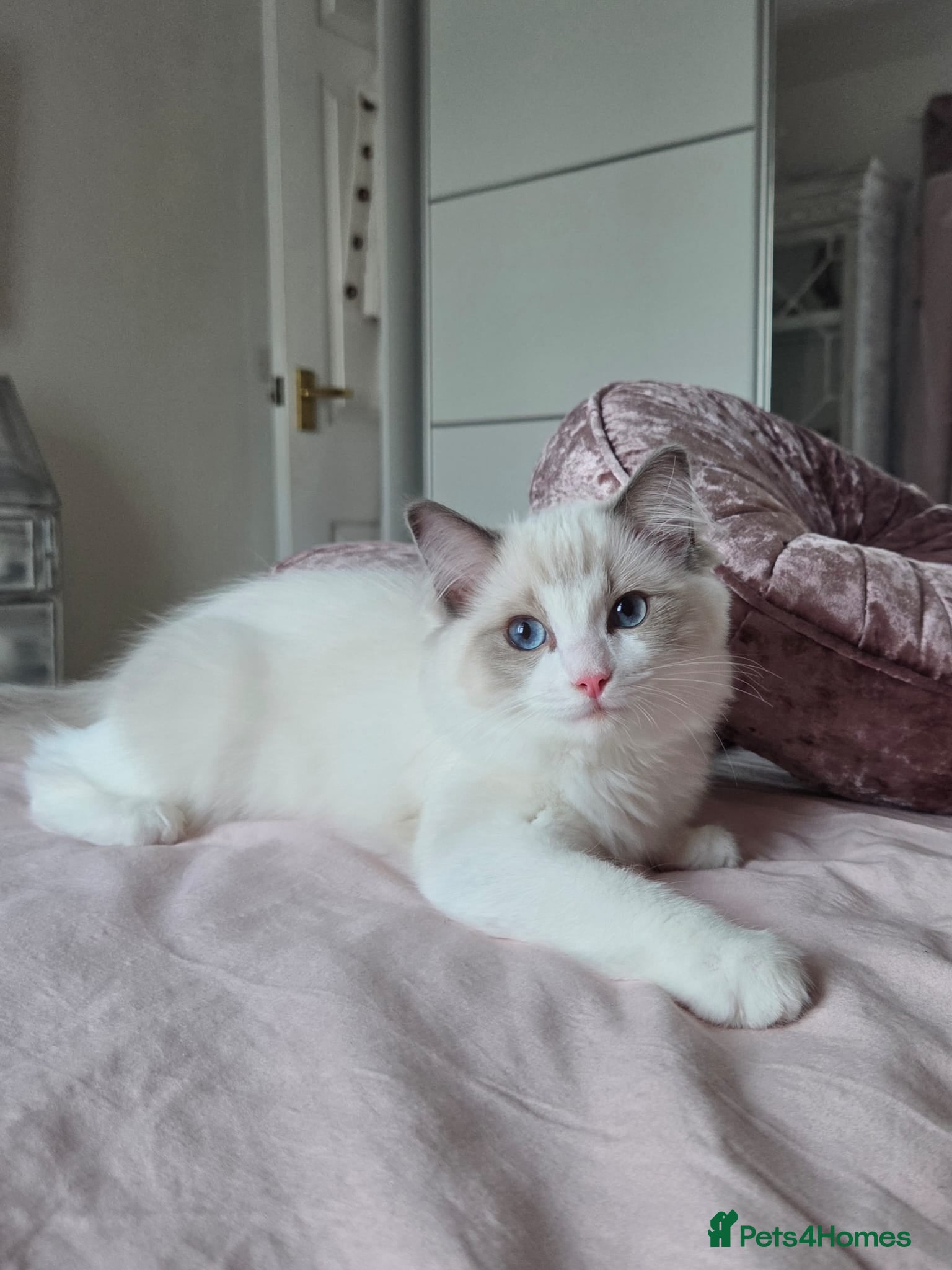 Ragdoll cats Ragdoll kittens are looking for forever home  - Advert 15