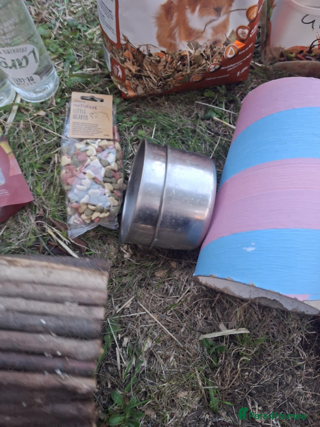 Guinea Pig rodents for sale: 3 Female Guinea Pigs- plus Hutch and extras - Image 14