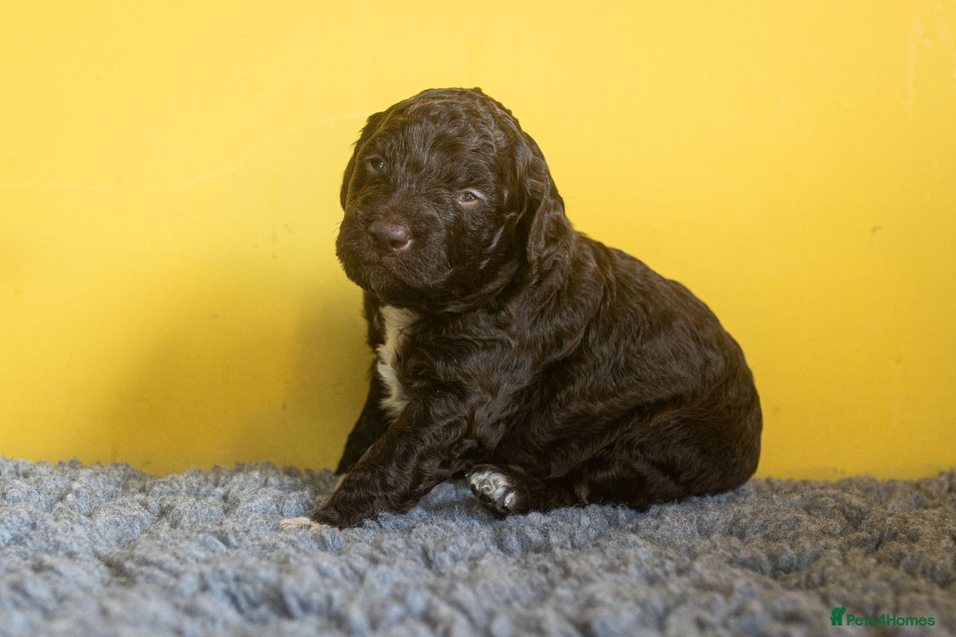 Lagotto Romagnolo dogs for sale: Lagotto Romagnolo Puppies - Pedigree KC Litter - Image 4