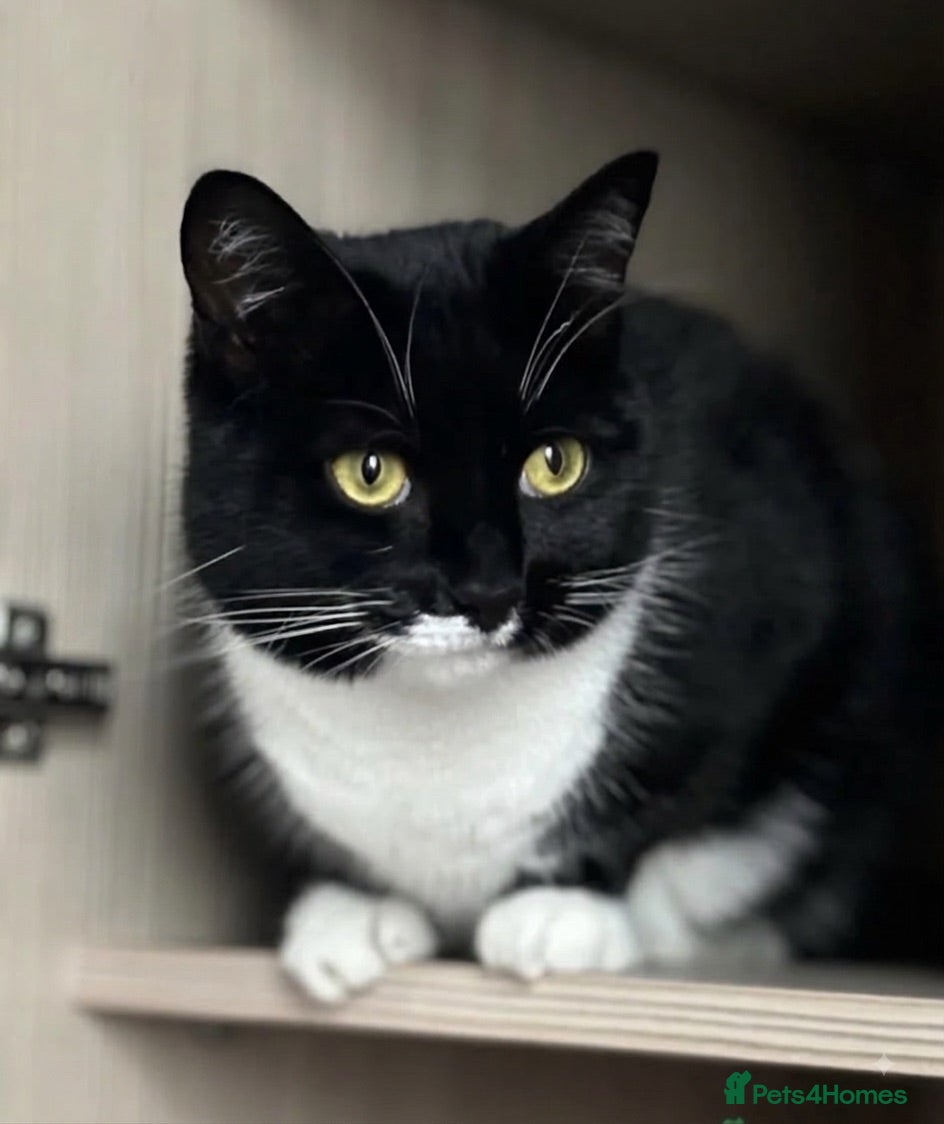 Domestic Shorthair cats Lovely girl looking for good home - Advert 1