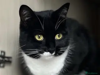 Domestic Shorthair cats Lovely girl looking for good home - Advert 6
