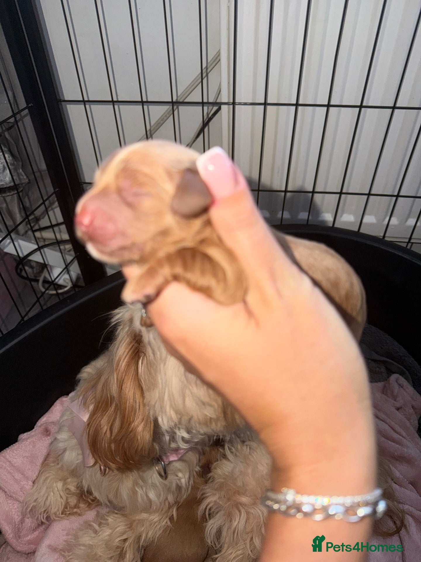 Cockapoo dogs Apricot cockapoo puppies - Advert 10