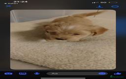 Maltipoo dogs for sale:  multipoo - Image 5