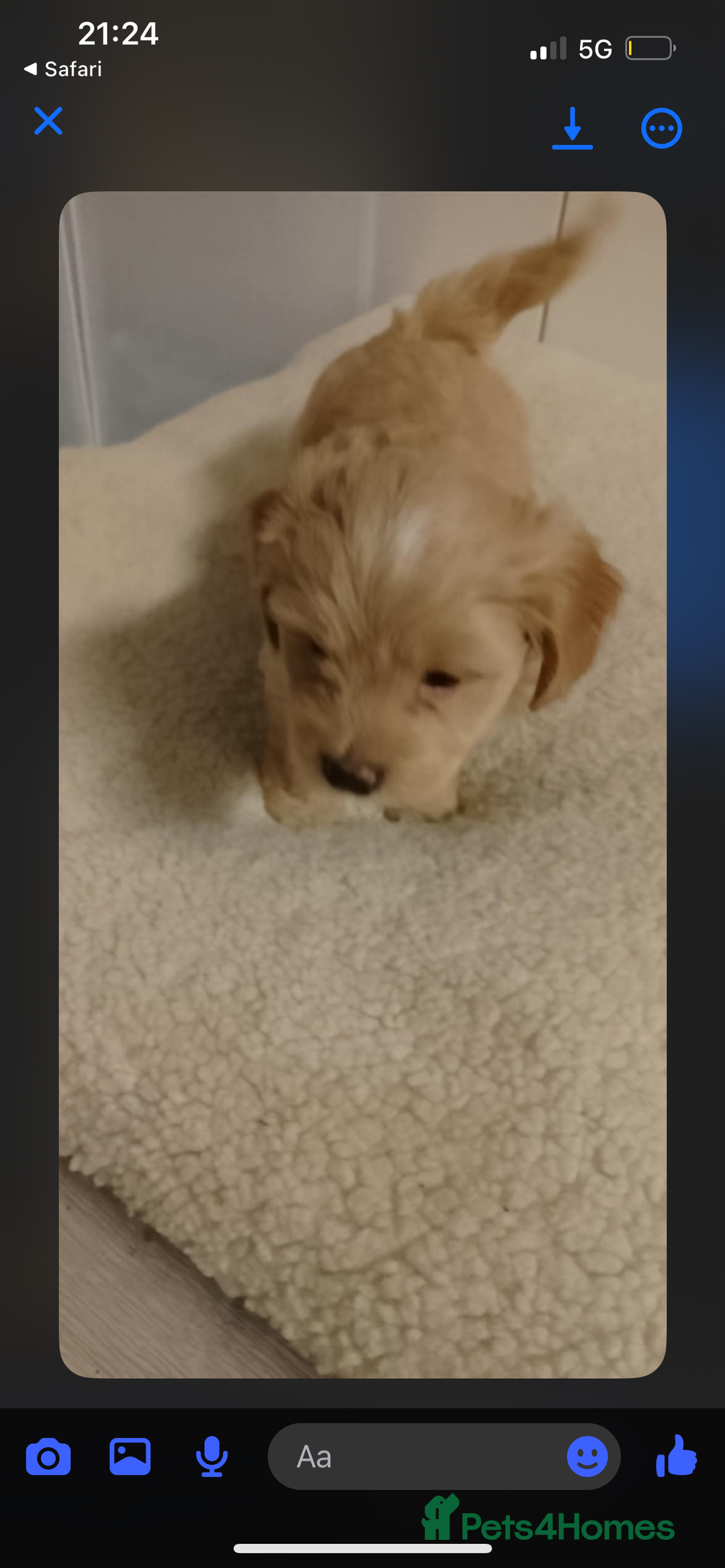 Maltipoo dogs for sale:  multipoo - Image 5