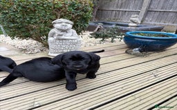 Labrador Retriever dogs for sale: Stunning kc labradors  - Image 13