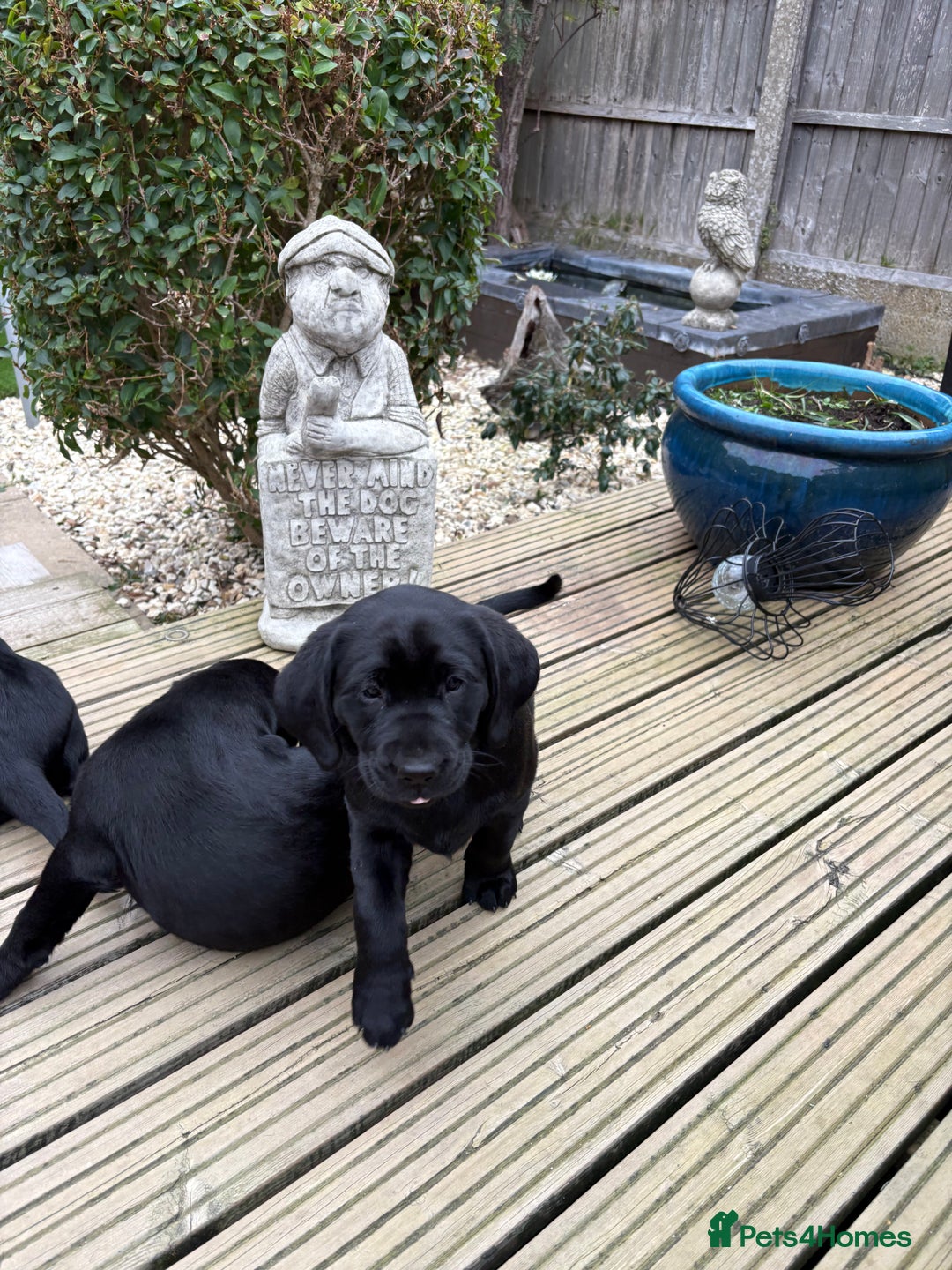 Labrador Retriever dogs for sale: Stunning kc labradors  - Image 13