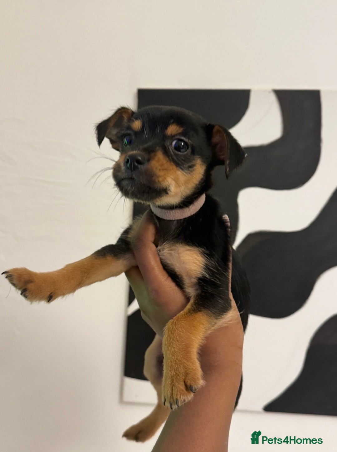 Mixed Breed dogs for sale: PUPPIES FOR SALE  - Advert 1