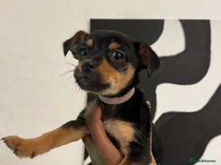 Mixed Breed dogs PUPPIES FOR SALE - Advert 1