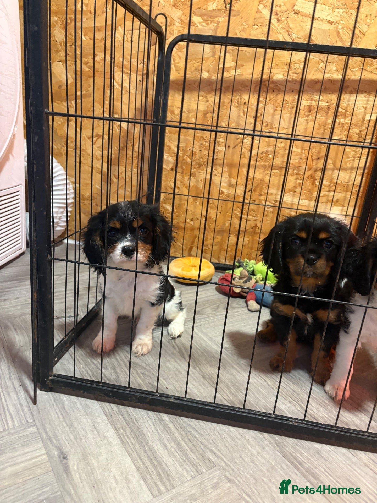 Cavalier King Charles Spaniel dogs for sale: Full bred choc carriers CKCS puppy’s  - Advert 3