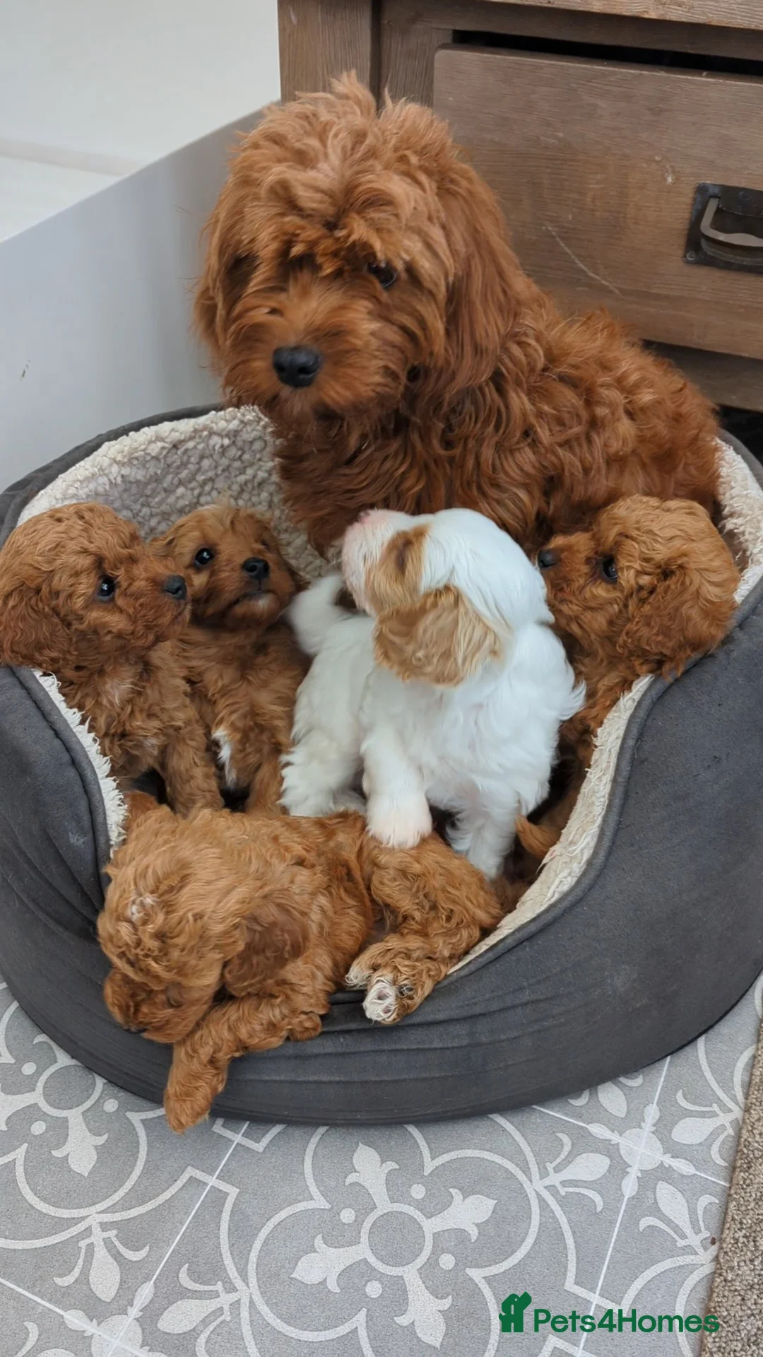 Cavapoo dogs for sale: 4 Cavapoo pups due 15 March - pics previous litter - Advert 2