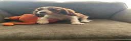 Cavalier King Charles Spaniel dogs for sale: Blenheim cavalier King Charles spaniels  - Advert 5