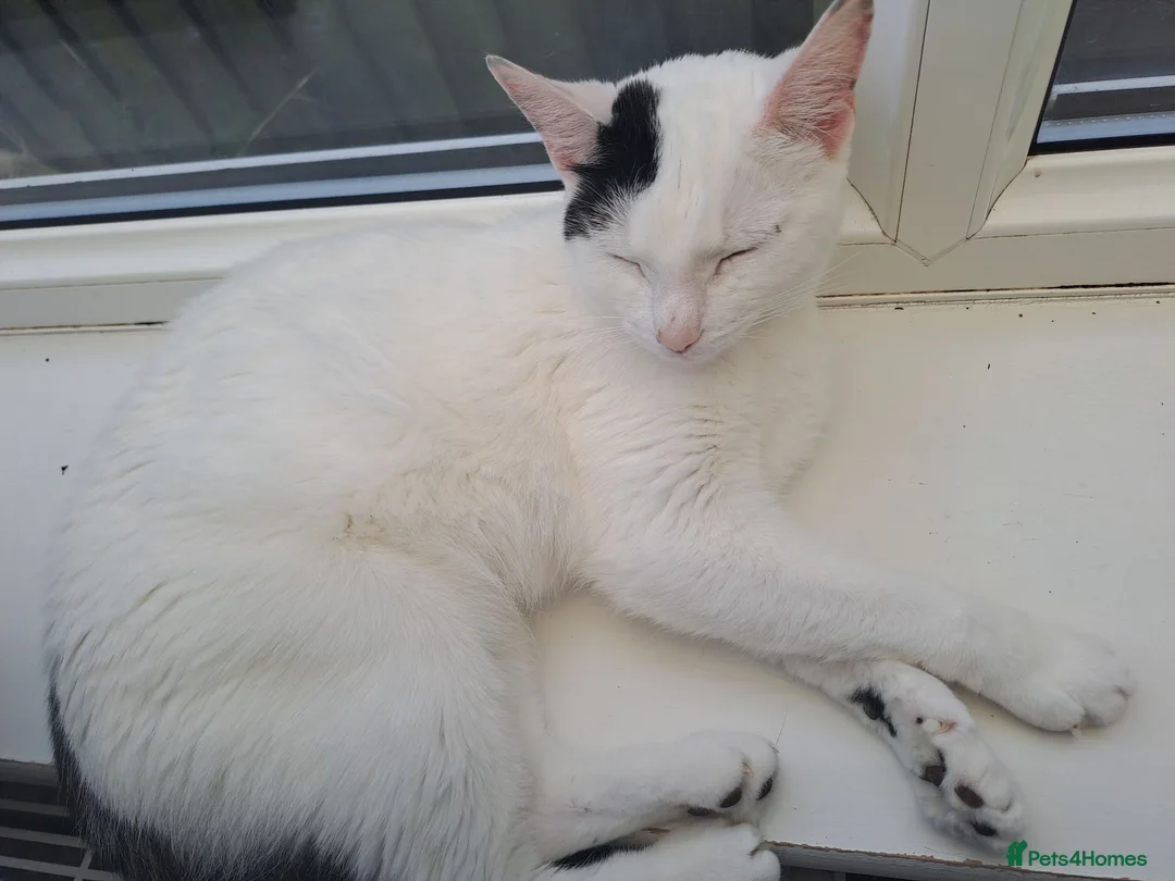 British Longhair cats for sale: 1 little girl left. Domestic long-hair  - Advert 6