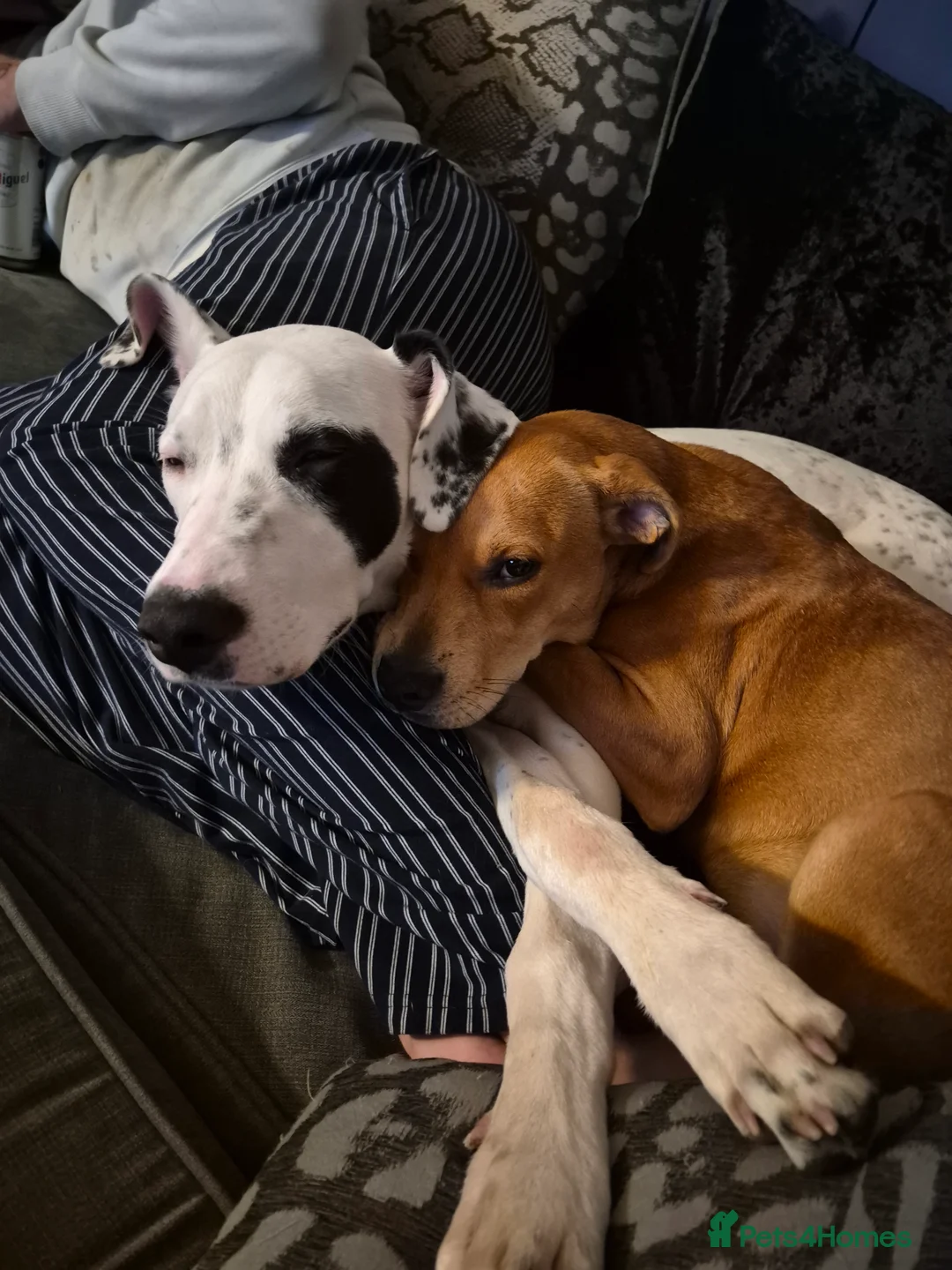Mixed Breed dogs for sale: Pickett lurcher x bull male 8 month in Pickering - Advert 2