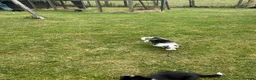 Border Collie dogs for sale: Border Collie Puppies  in Swansea - Advert 7