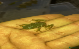 Frog reptiles for sale: Whites tree froglets  - Image 2