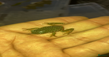 Frog reptiles - Advert 3