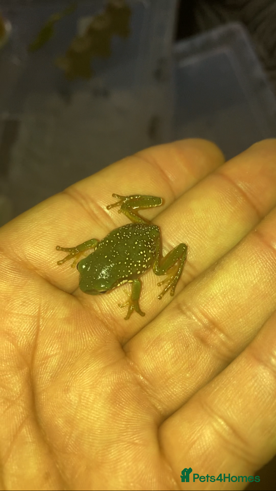 Frog reptiles for sale: Whites tree froglets  - Image 2