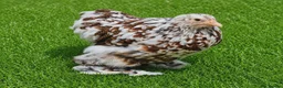 Chickens poultry for sale: POL HENS, CHICKS, QUAIL and DUCKS AVAILABLE  - Advert 4