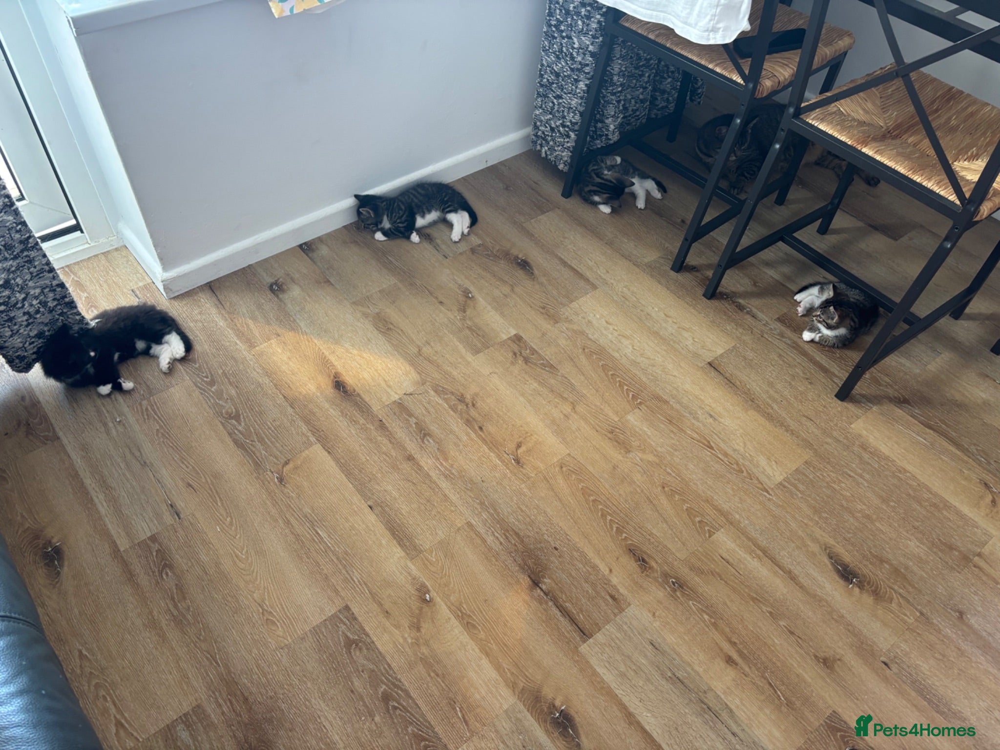 Mixed Breed cats Tabby kittens  - Advert 2