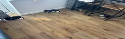 Mixed Breed cats for sale: Tabby kittens  - Advert 1