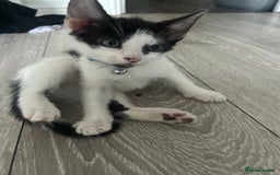 Brazilian Shorthair cats for sale: Beautiful kittens  - Image 2