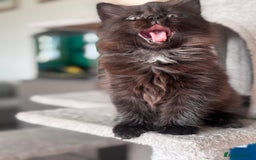 Mixed Breed cats for sale: Ragdoll and Maine Coon crossed  - Image 12