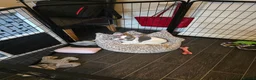 French Bulldog dogs for sale: Pebbles 14 weeks and amazing x - Advert 7