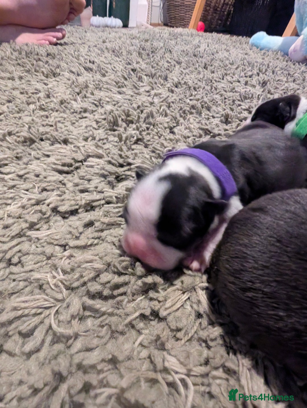 Boston Terrier dogs for sale: KC bostonTerrier puppies  - Image 3