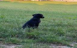 Labrador Retriever dogs for sale: Gorgeous Labrador Puppies, Ready to go.  - Image 1