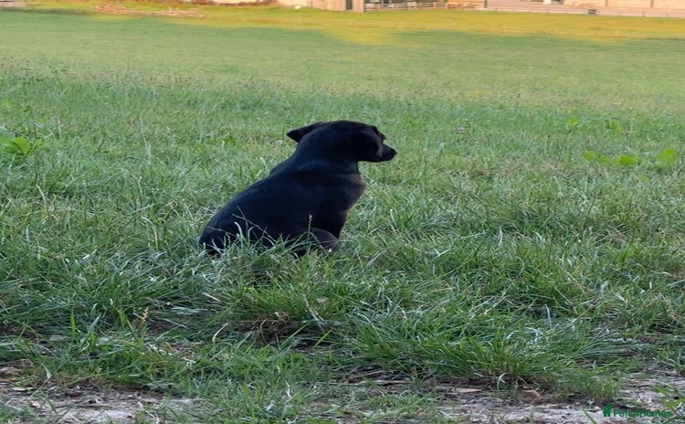 Labrador Retriever dogs - Advert 7