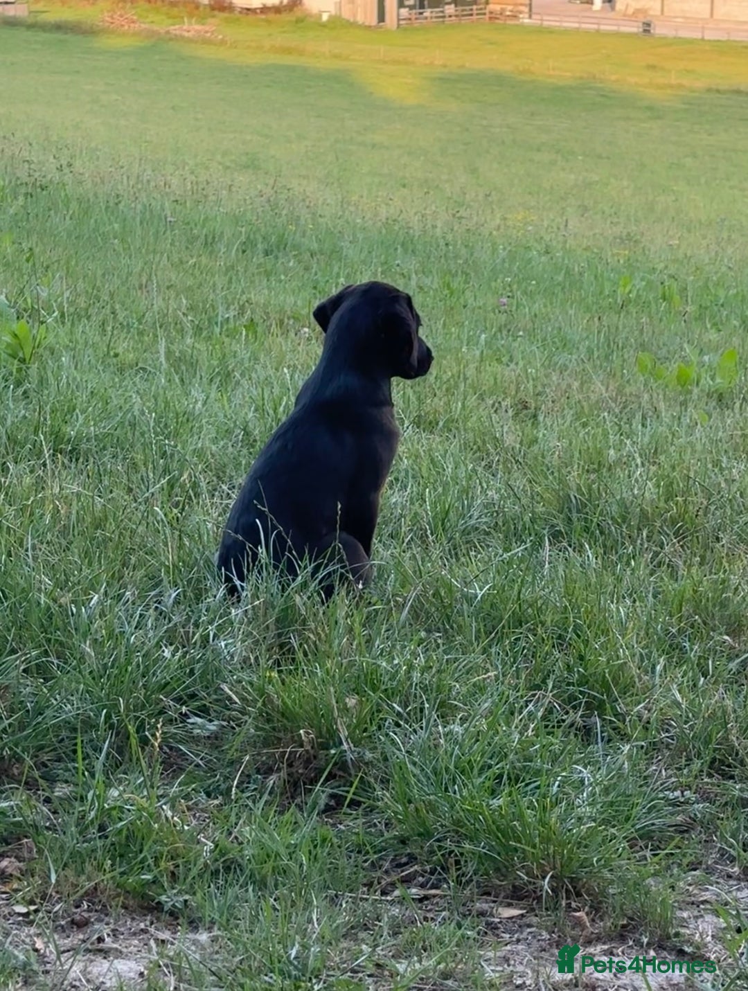 Labrador Retriever dogs for sale: Gorgeous Labrador Puppies, Ready to go.  - Image 1