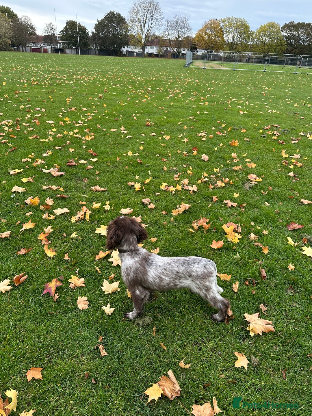 Cocker Spaniel dogs for sale: Sadly having to re-home my 5 month old puppy - Advert 12