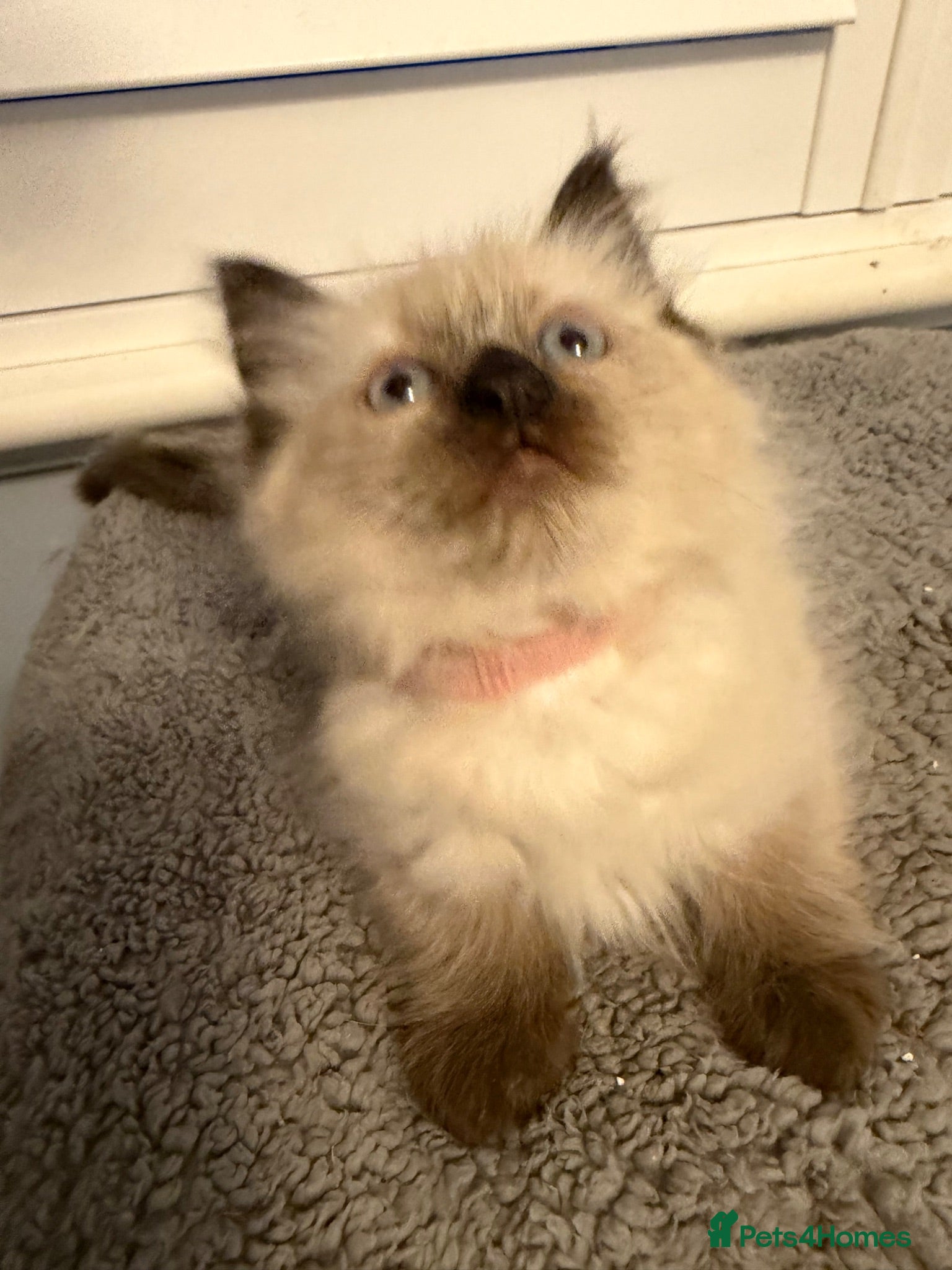 Ragdoll cats Beautiful ragdoll kittens Parents DNA tested & -ve - Advert 15