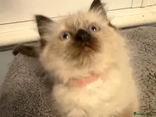 Ragdoll cats Beautiful ragdoll kittens Parents DNA tested & -ve - Advert 1