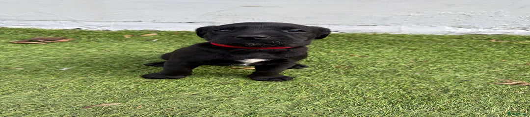 Labrador Retriever Puppy 4