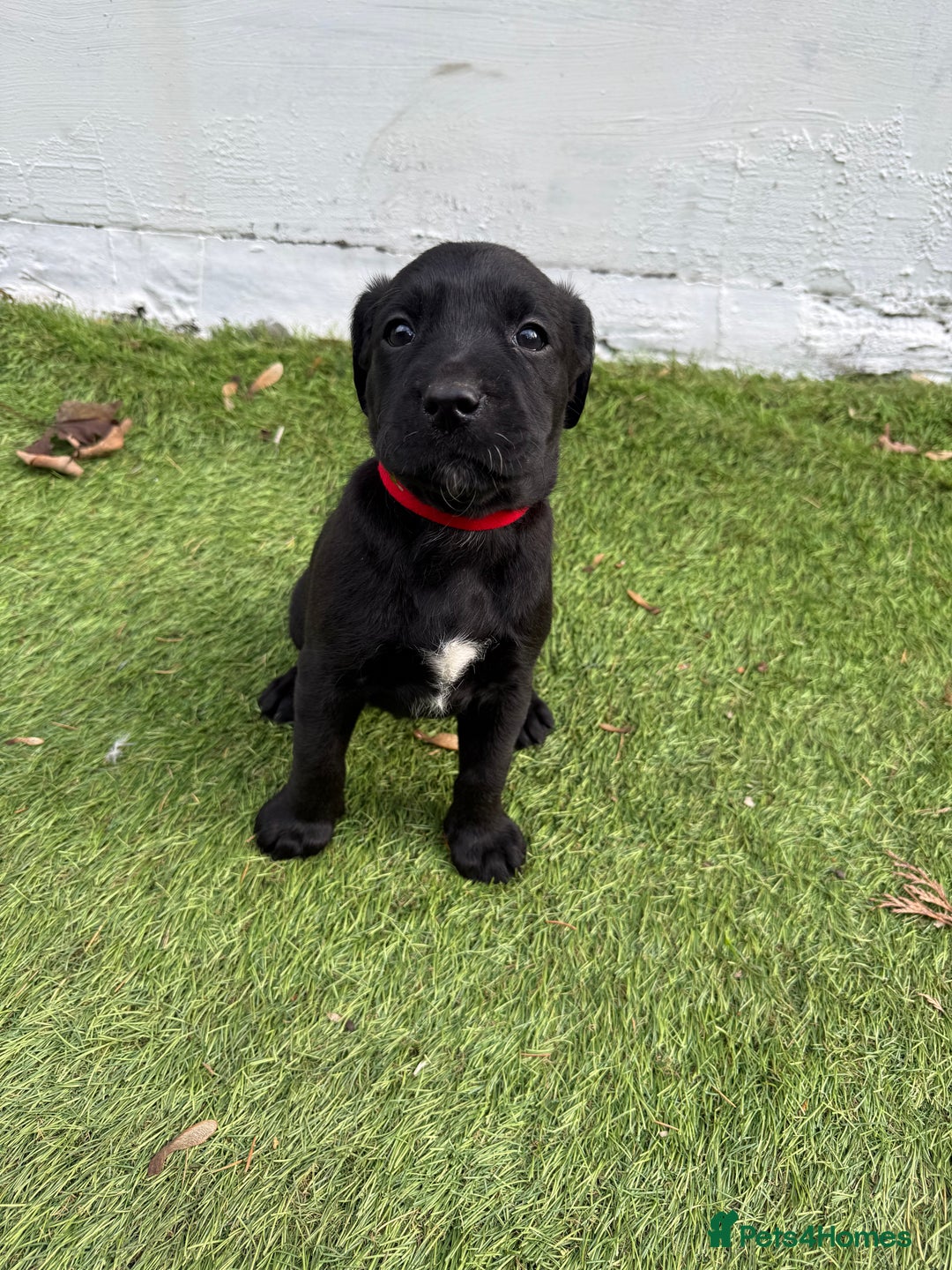 Labrador Retriever dogs for sale: Black pedigree Labradors only 3 girls available  - Image 23