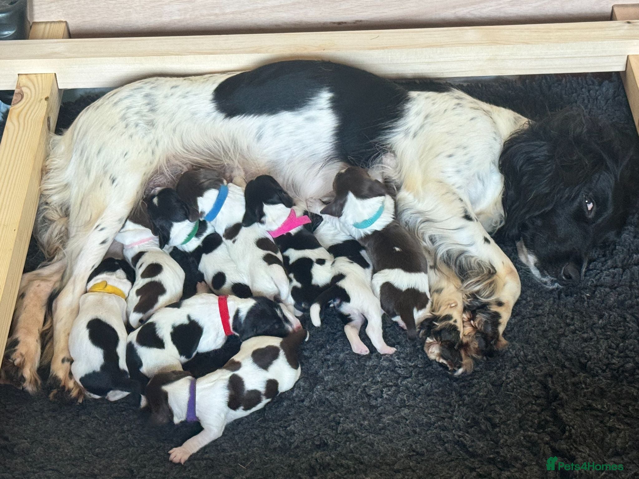 English Springer Spaniel dogs Springer Pups from FTAW with Touch of Irish Magic - Advert 1