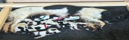English Springer Spaniel dogs for sale: Springer Pups from FTAW with Touch of Irish Magic in Basingstoke - Advert 1