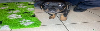 Rottweiler Black Girl