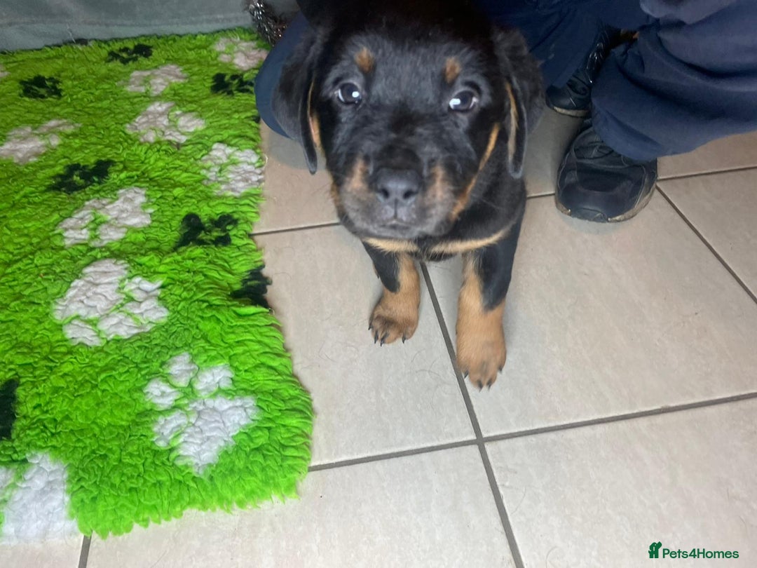 Rottweiler dogs for sale: Rottweiler Puppies  - Advert 11