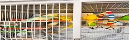 Budgerigars birds for sale: 14 Breeding Budgies, Cage, Food, Toys & Nest Boxes - Advert 14