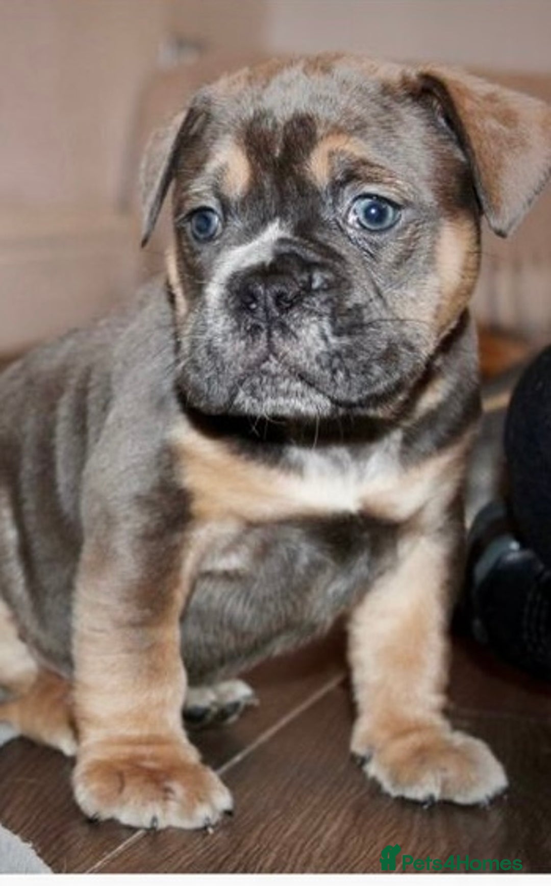 Olde English Bulldogge dogs for sale: Stunning Olde English Bulldog puppies - Advert 8