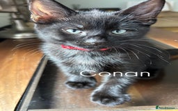 Mixed Breed cats for sale: 🐾 Adorable Kittens Looking for Loving Homes 🐾 - Image 4