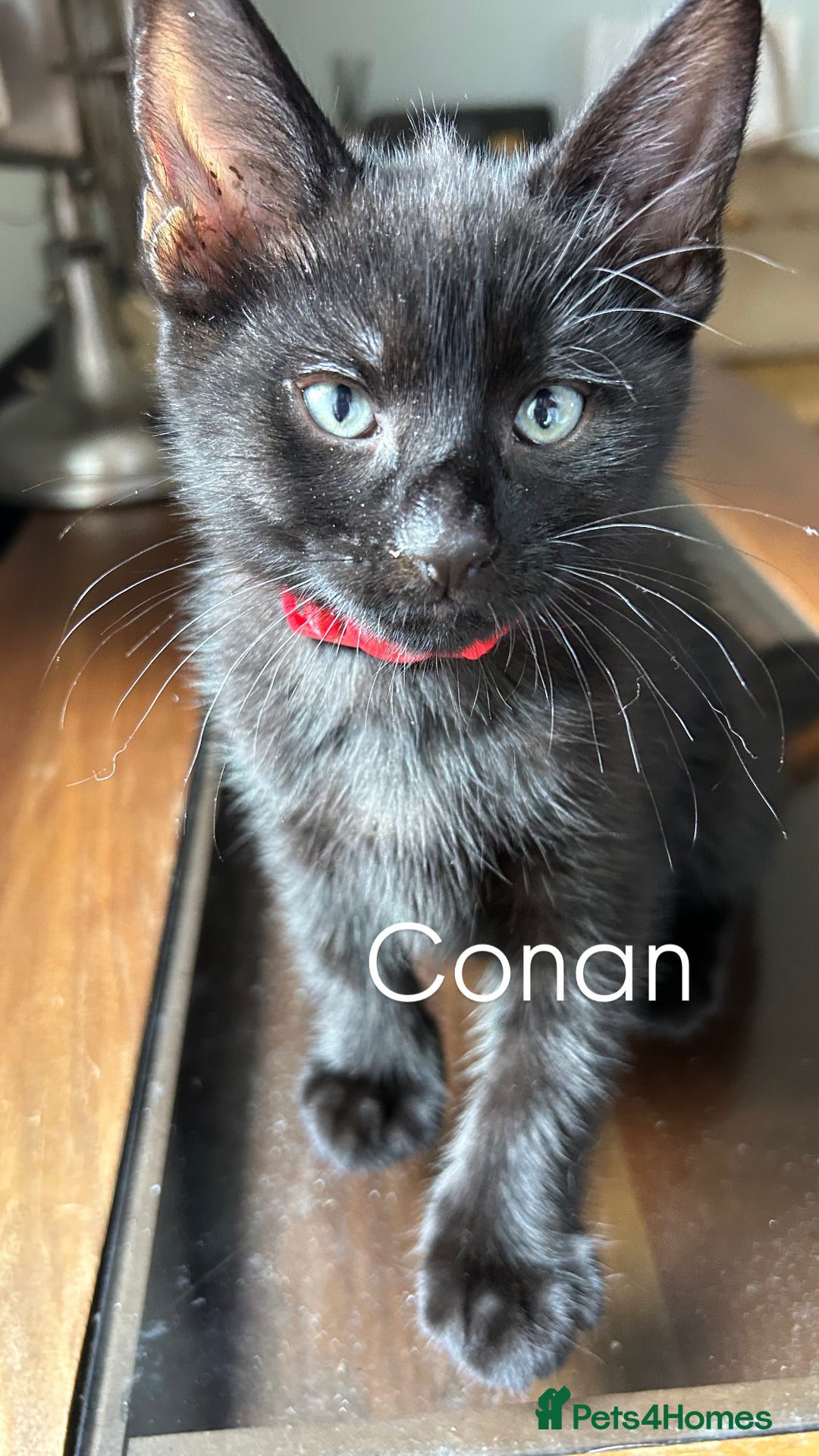 Mixed Breed cats for sale: 🐾 Adorable Kittens Looking for Loving Homes 🐾 - Image 4
