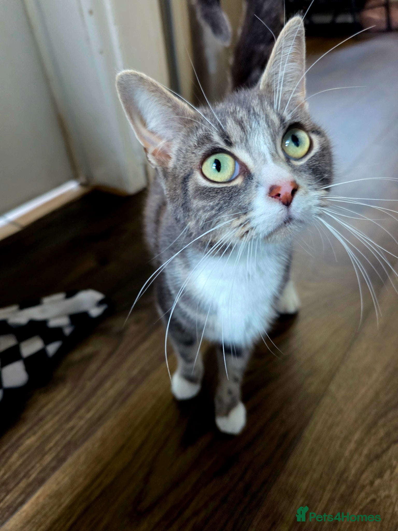Mixed Breed cats Tabby kittens available 22nd of June - Advert 1