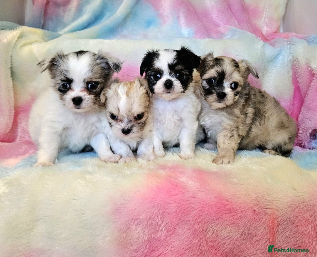 Chihuahua dogs for sale: Fluffy gorgeous chihuahua x Korean maltese  - Image 6