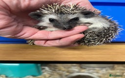 Pygmy Hedgehog rodents for sale: Pygmy hoglets ready now!Stunning 8wk friendly baby - Image 3